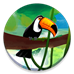 CodyCross → Birds
