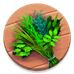 CodyCross → Herbs